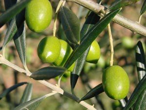 l'huile d'olive et l'olivier