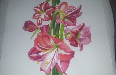 L'amaryllis d'Agnès