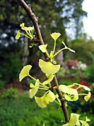 Les plantes et arbres à feuillage dore ou jaune. Golden foliage plants and yellow leaves.