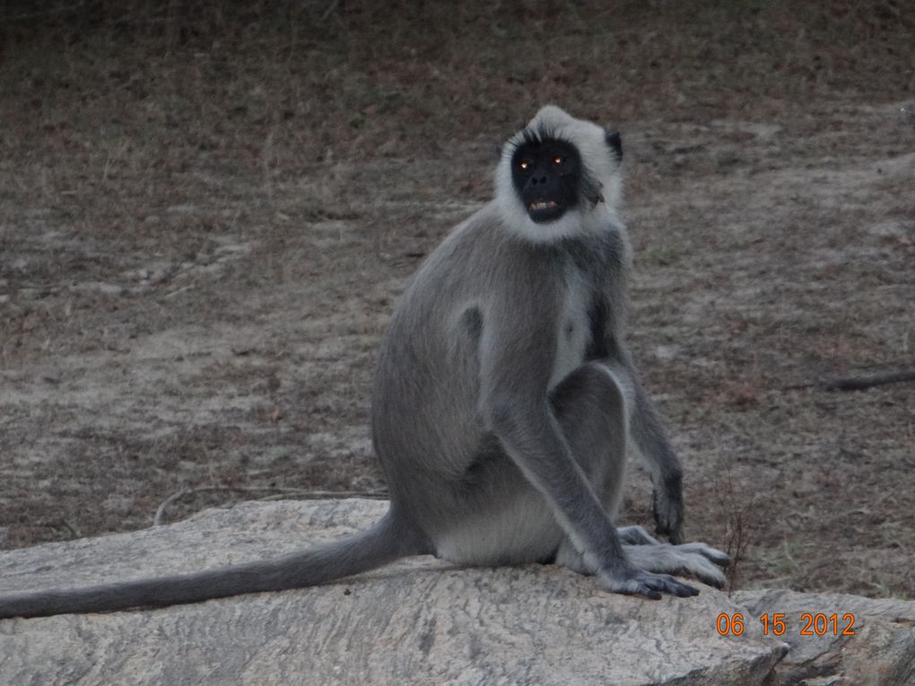 Album - YALA---Nuit-etoilee---Kandy