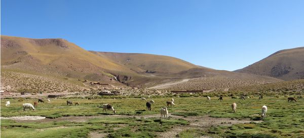 Un voyage au Chili - Atacama 3