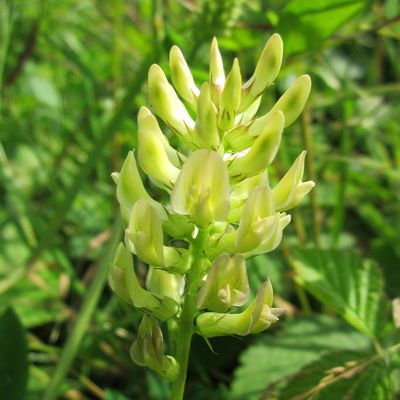 L'Astragale, Une plante étonnante !