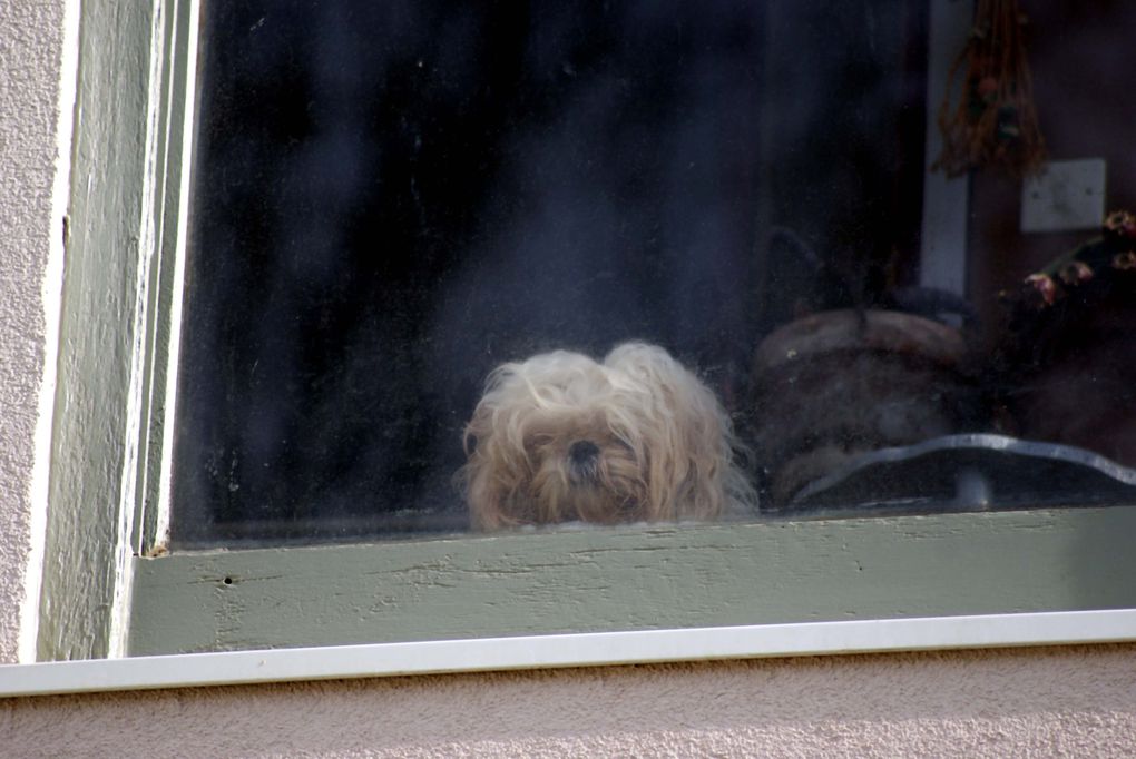 Chiens et chats divers rencontrés ou gardés chez moi... ou en visite !!