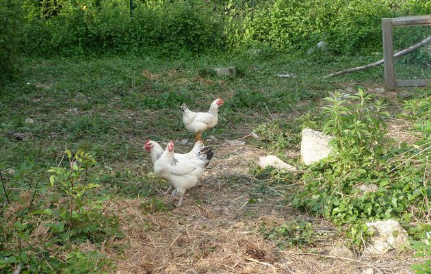 Avoir des poules vous fait faire des économies