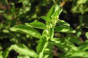 Stevia, une fabuleuse plante à sucre
