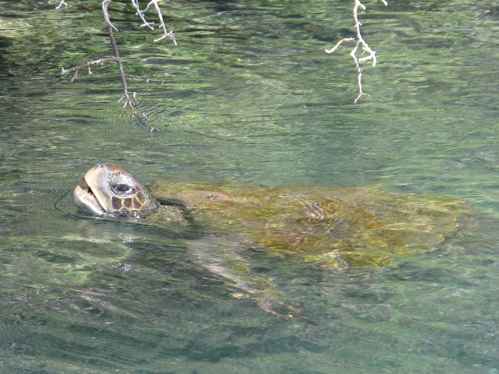 Une expérience unique au coeur de la faune et flore si bien préservées de l'archipel des Galapagos : si possible à faire une fois dans votre vie