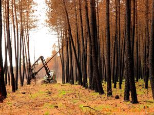 150 000 arbres à abattre après l’incendie en forêt en Bercé