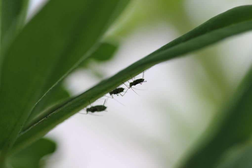 Album - pucerons et coccinelles