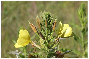 Quelques espèces de plantes du Marquenterre