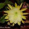 Epiphyllum Vista Sun