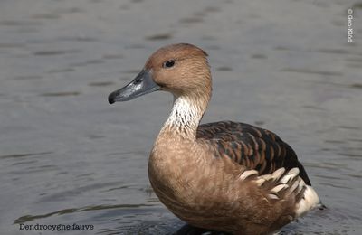 Les canards