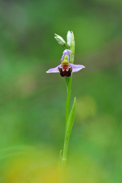 Ophrys abeille (ophrys apifera).