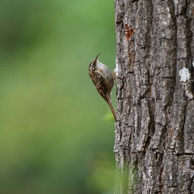 Observations du 21.08.2025 au 02.09.2025.