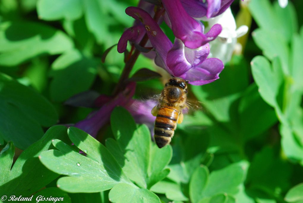 La Corydale creuse (Corydalis cava). Photos : Roland Gissinger (ANAB)