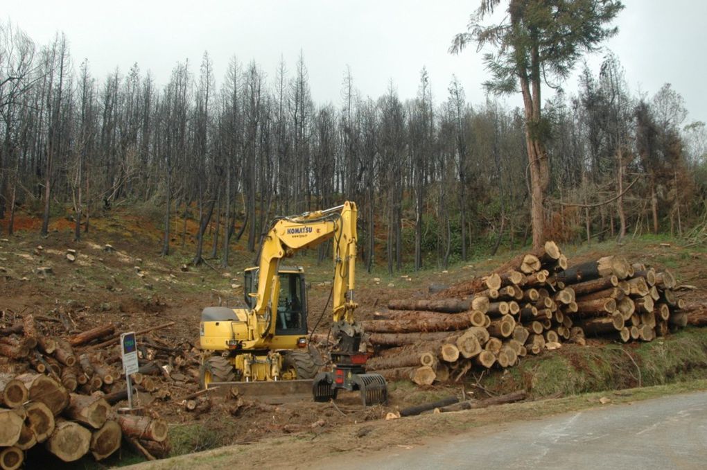 Péripéties autour du troupeau des bovins divagants.