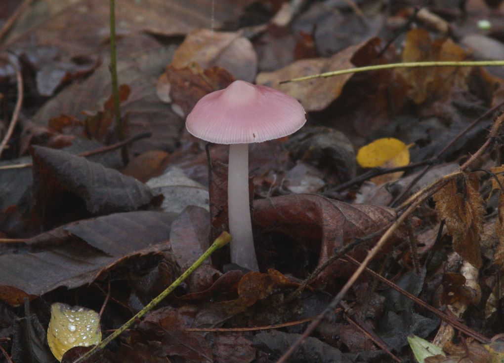 En vrac, notre panier de champignons... à identifier !