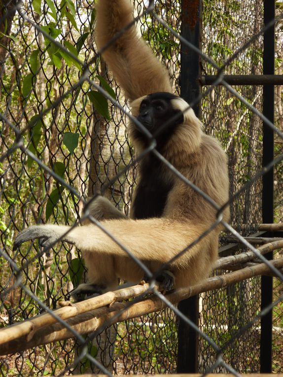 Phnom Tamao Zoological Park and wildlife rescue center.
Pelicans, gibbons, black bear of Asia, ... , Indochina leopard !!