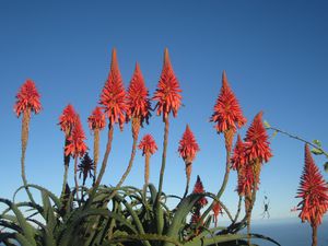 Jardin Tan Rouge