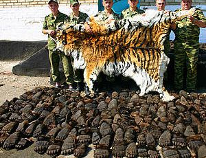 Saisie record d'animaux sauvages massacrés en Russie : au moins 261 ours abattus ou mutilés !