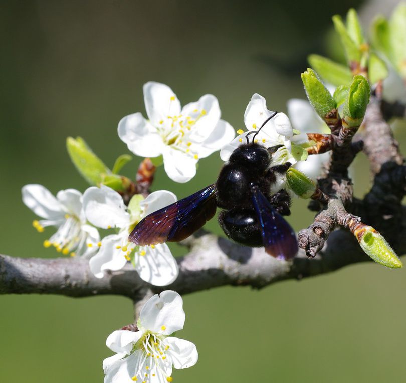 Album - Divers-insectes-2