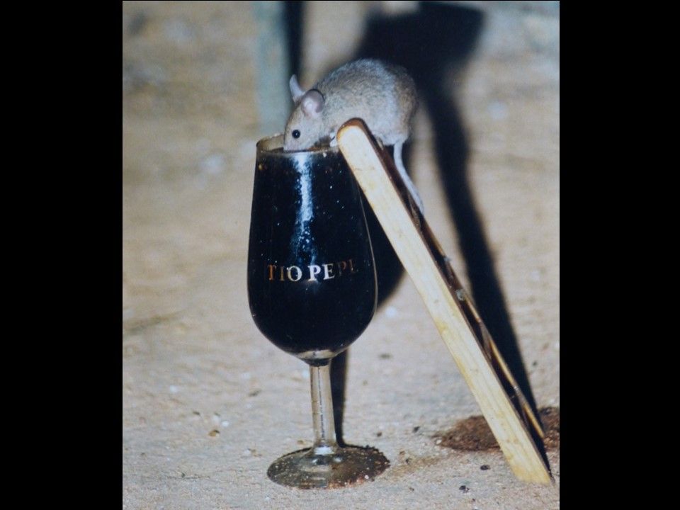 Divers - Il fallait l'attraper