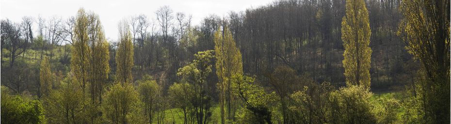 Tendre verdure, cache ces troncs !