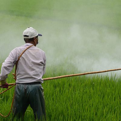 La France fait de l'argent sur des pesticides qu'elle interdit elle-même