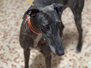 galga d'espagne de 3 ans a l'adoption a l'association sos chiens galgos 