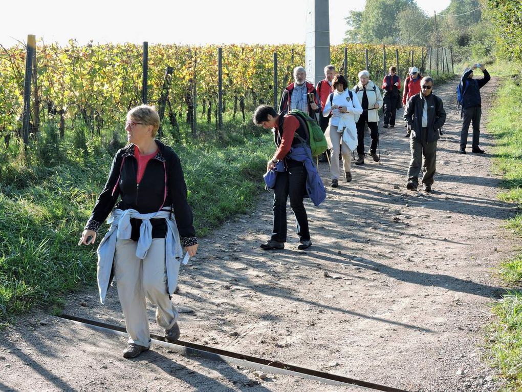 Les balades dans les vignes et le village de Bergheim