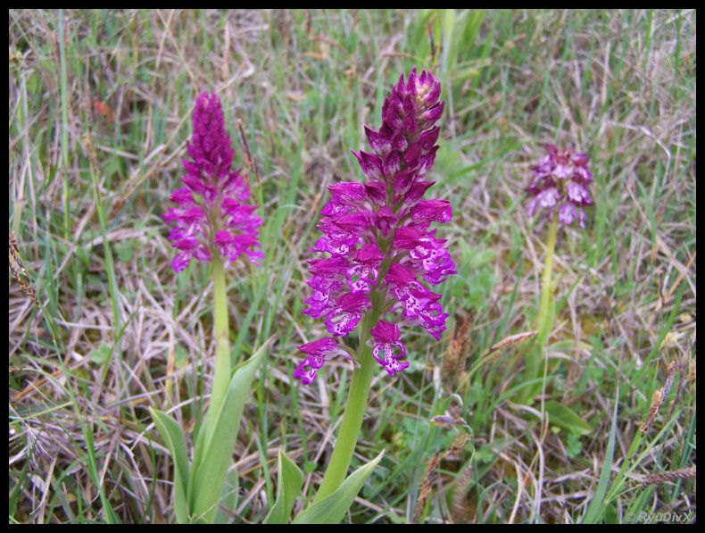 Orchis-purpurea