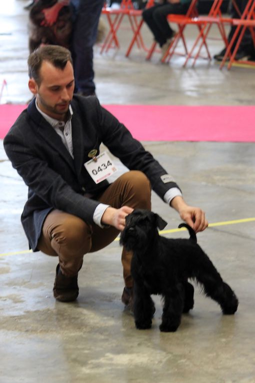 12 Déc 2015 : Nantes Dog Show (CACS)
