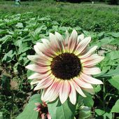 Sunflower Strawberry Blonde (289671606).jpg