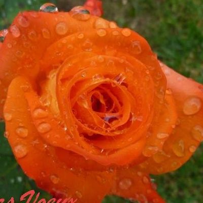 Jardiner avec la lune en janvier 2019