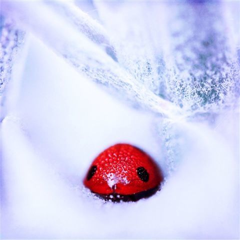 voici les resultats du concours images et neige 2012