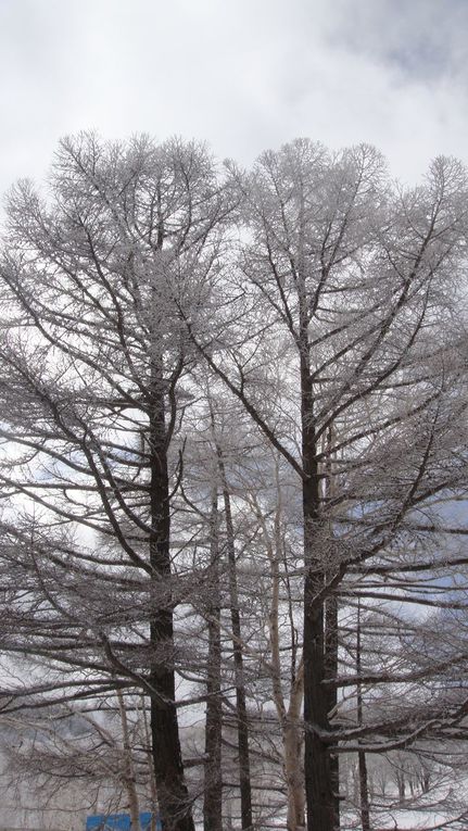 Avant que le printemps n'arrive nous avons passé un weekend au ski avec l'association des français du Japon, puis les fleurs des Sakura si attendues ici sont arrivées!