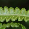 Cyclosorus interruptus