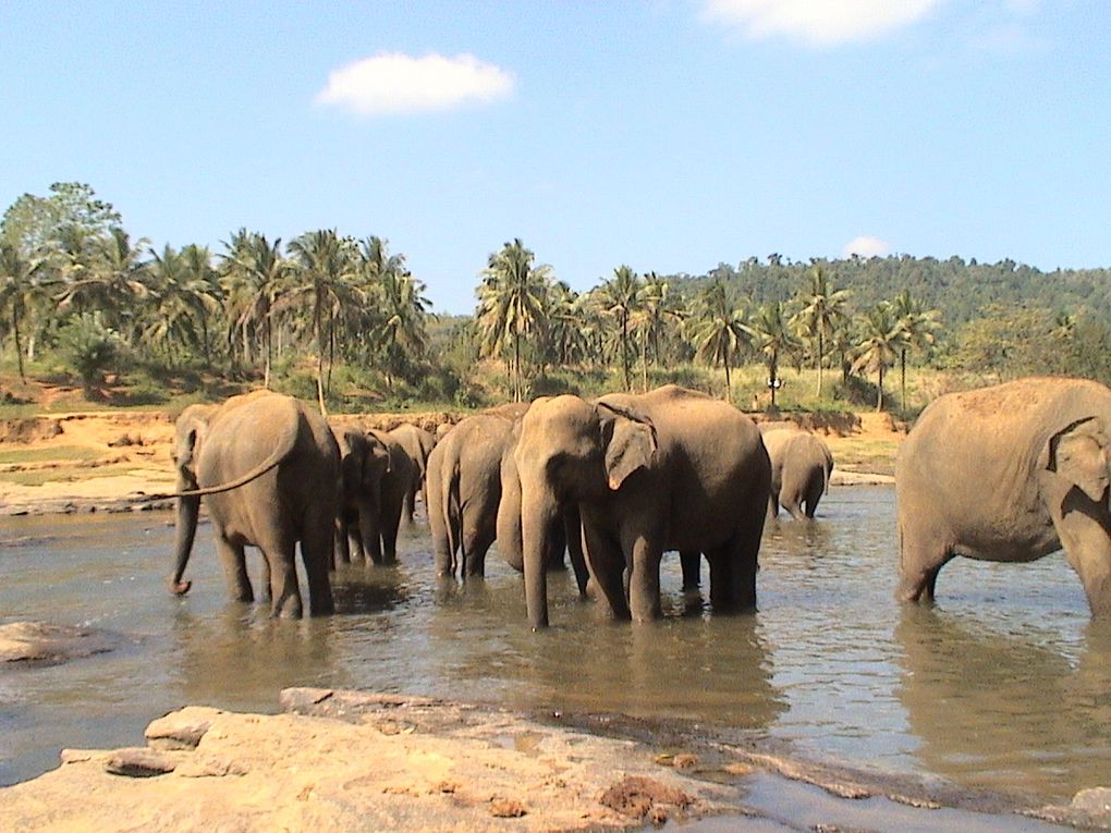 La faune du Sri Lanka