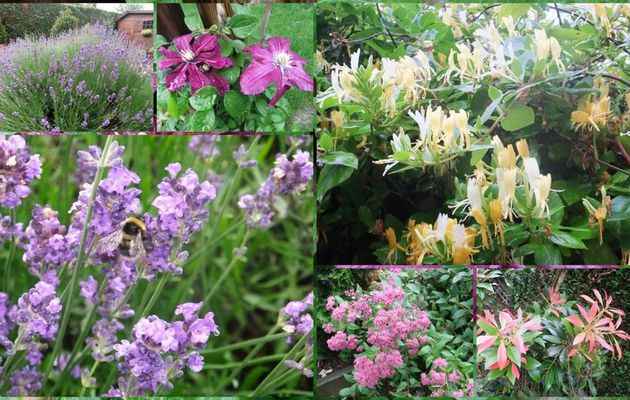 Des fleurs brodées ,et des vraies...