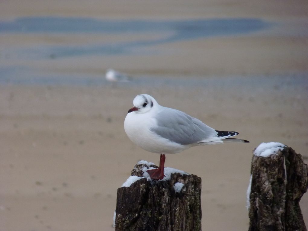 ... de Bretagne uniquement, j'ai un petit coté chauvin!