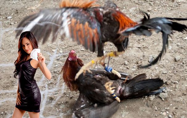 Cara Dari Perawatan Ayam Bangkok Muda Yang Calon Juara