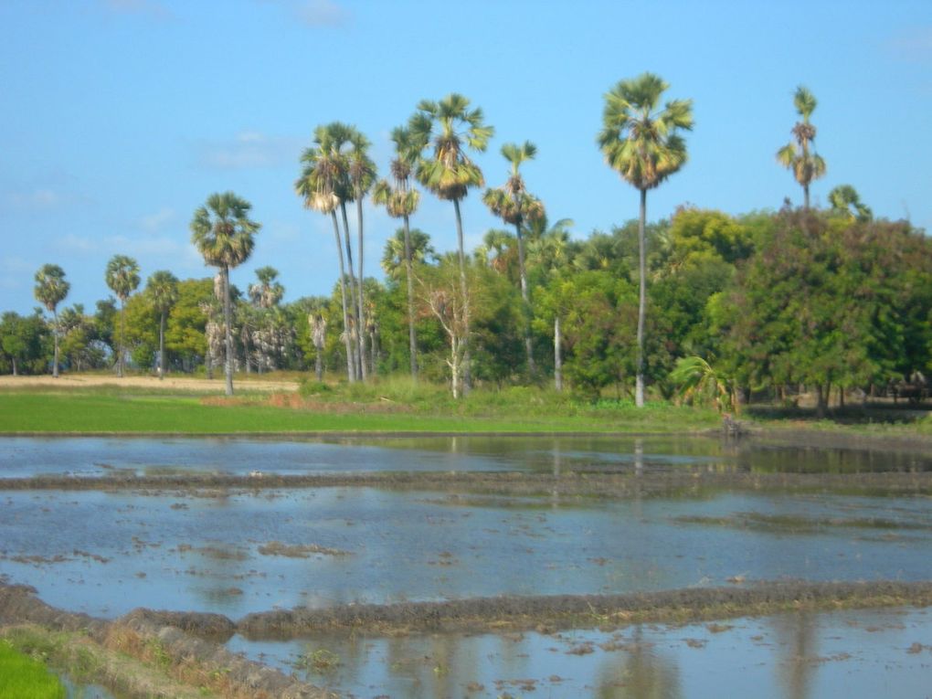 Une des îles les plus étranges d'Indonésie, de culture animiste, où l'on trouve des pierres tombales dont certaines remonteraient au XVIème siècle. Aujourd'hui encore les sépultures en ciment évoquent la personnalité du défunt, son occupation:  par exemple, on pose un avion en ciment sur la pierre  tombale, s'il était pilote d'avion, ou bien on représentera le défunt en tant que cavalier. L'animisme -  religion ou croyance selon laquelle toute chose vivante ou inerte, possède une âme -  a toujours régné à Sumba, ce  qui en fait une île très particulière, notamment en ce qui concerne les sépultures -  attention, il existe des emplacements strictement tabous au sein de chaque village. Etant donné  que l'animisme n'est pas monothéiste, les autorités indonésiennes ne le reconnaissent pas comme une religion. Les animistes procèdent à des sacrifices ( cochon, chien, buffle ) lors des cérémonies d' enterrement. Comme à Madagascar, avant le repos définitif des âmes, une cérémonie de déterrement a lieu. Puis les ossements sont placés définitivement sous une lourde pierre tombale, au milieu du village. L'âme du défunt est censée monter au ciel à l'extrême pointe ouest de l'île  ( dernière photo ).