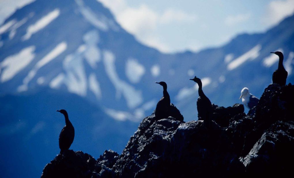 Album - oiseaux et mammifères-d-Alaska