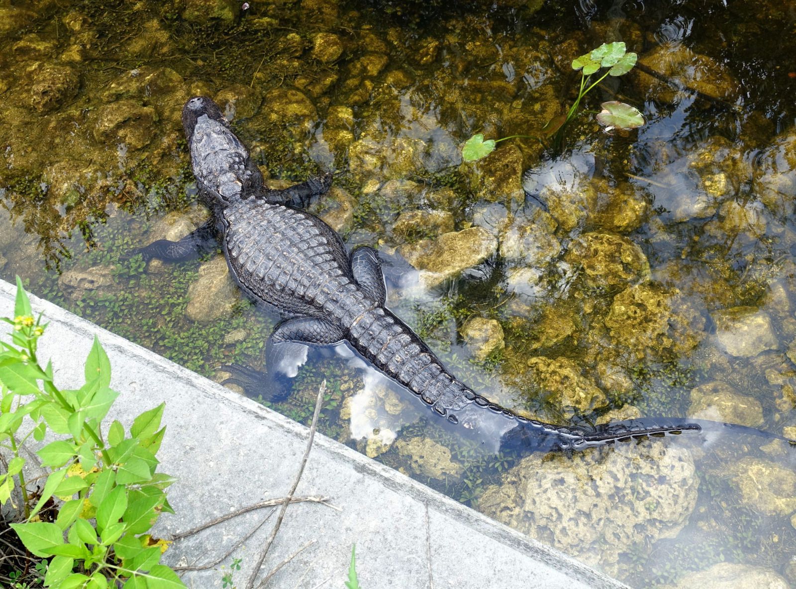 Big Cypress Loop road alligator