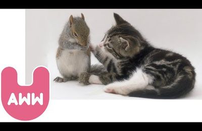Un Chat qui allaite des Ecureuils? Mère Nature est miraculeuse!