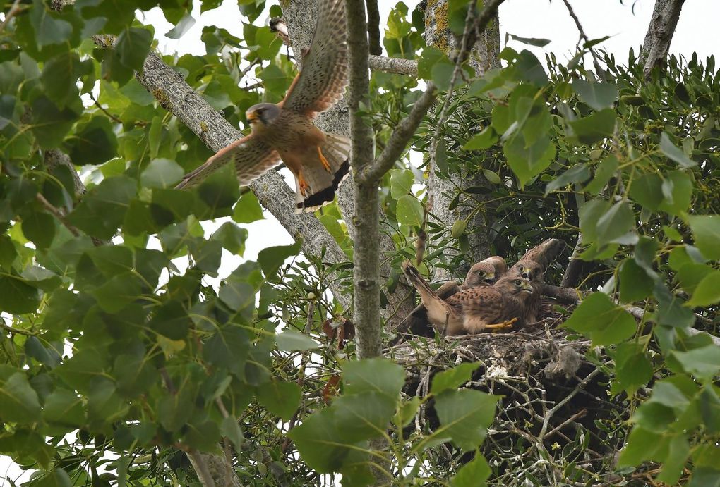 Faucon crécerelle (Falco tinnunculus), jeunes au nid.