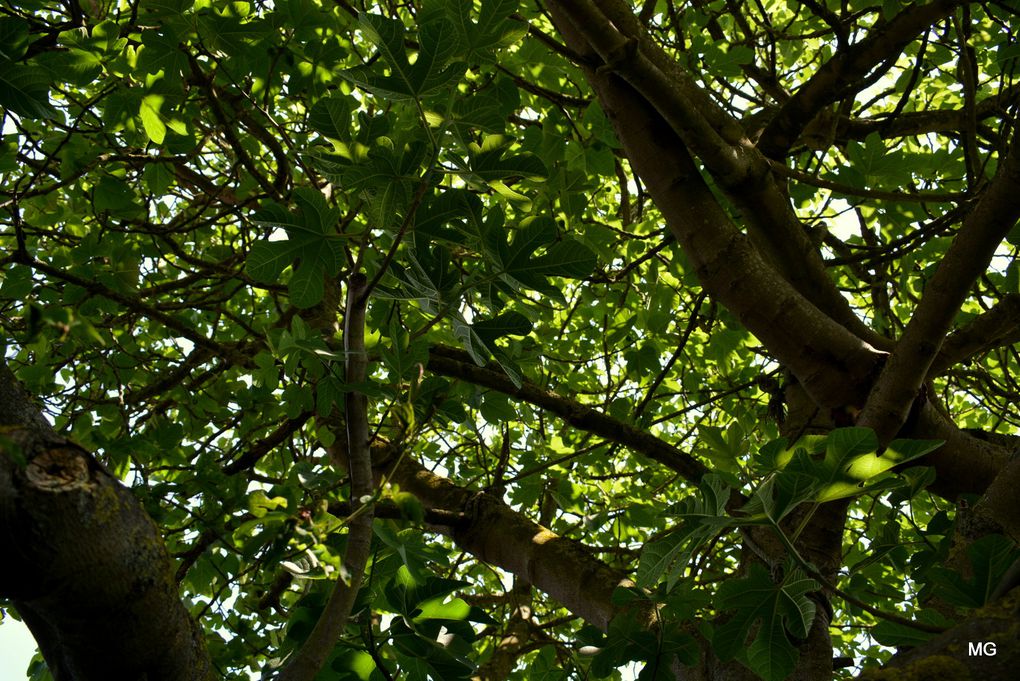 Le jardin de Vincenzo Campisano à Sin-le-Noble.