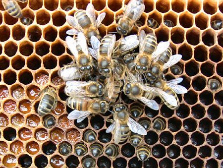 Varroa, vous avez dit varroa ?