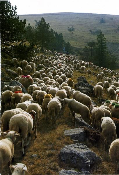 Des cartes postales de paysages de Provence que j'ai scannées pour vous.