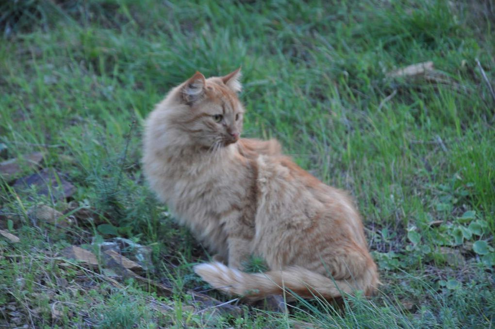 Trois photos que Chachou regardant le chien au loin.