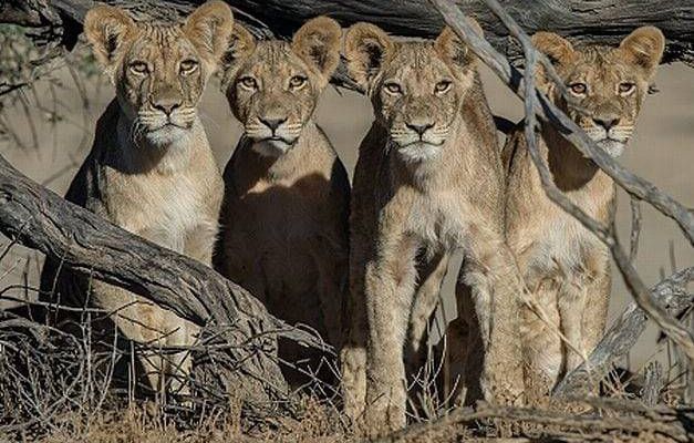 geographicwild:.
Photography by © (Corlette Wessels). A group of Kalahari cubs. #Wildlife #LionCub #Lioness #Lion #Kalahari #group